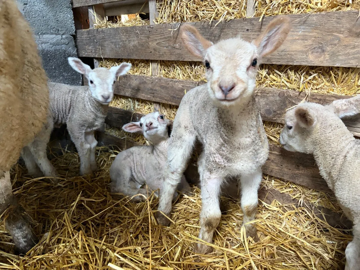 Pet lambs - Image 2