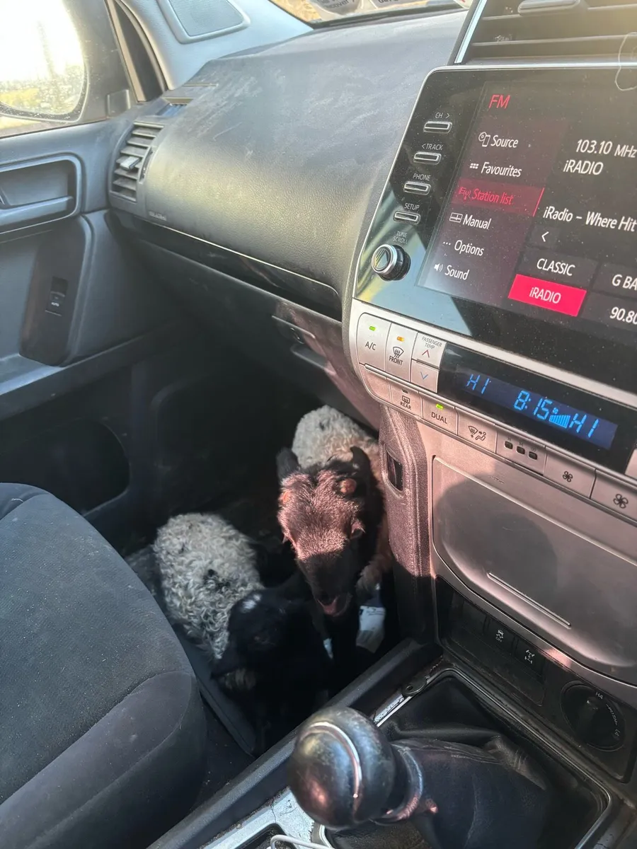 Foster lambs Bangor erris - Image 1