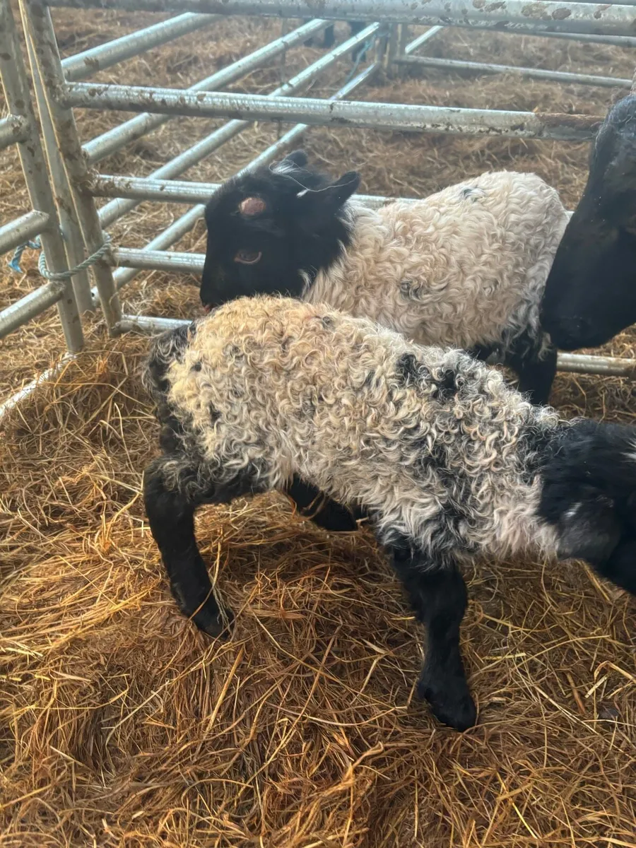 Foster lambs Bangor erris - Image 2