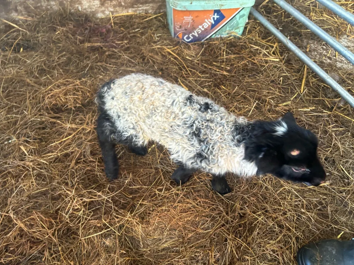 Foster lambs Bangor erris - Image 3