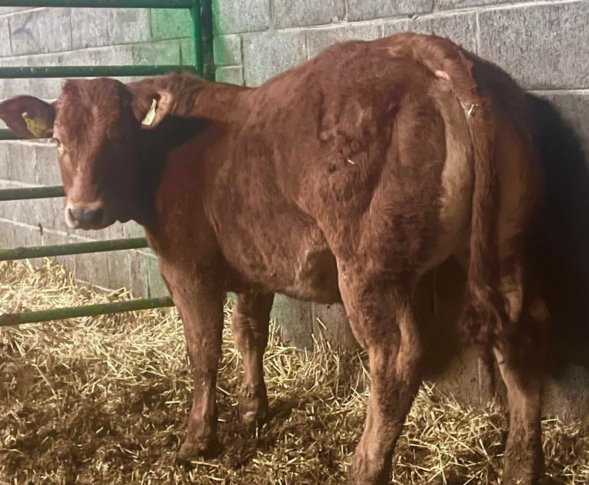 serious show heifers for ballinakill this saturday - Image 3