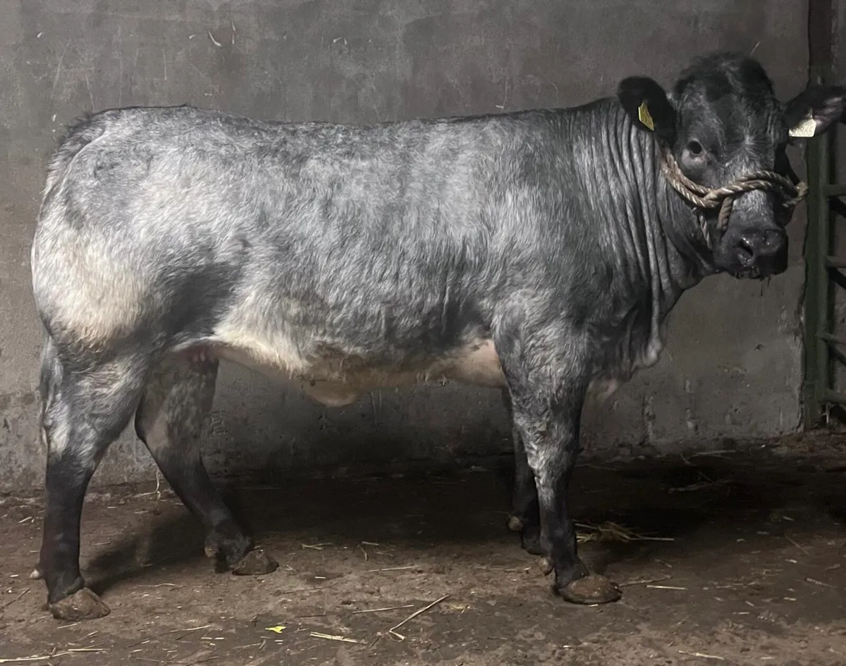 serious show heifers for ballinakill this saturday - Image 2