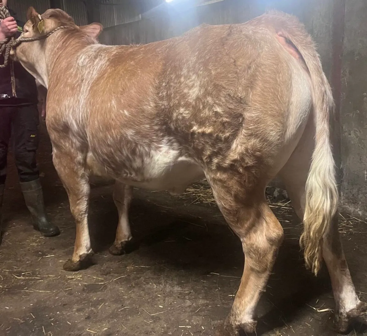 serious show heifers for ballinakill this saturday - Image 1