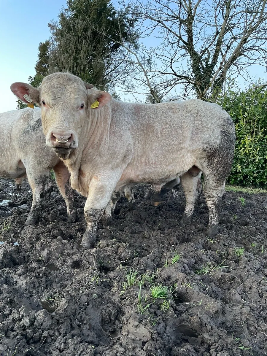 5🌟 PBR Charolais Bulls 🐮 update - Image 1