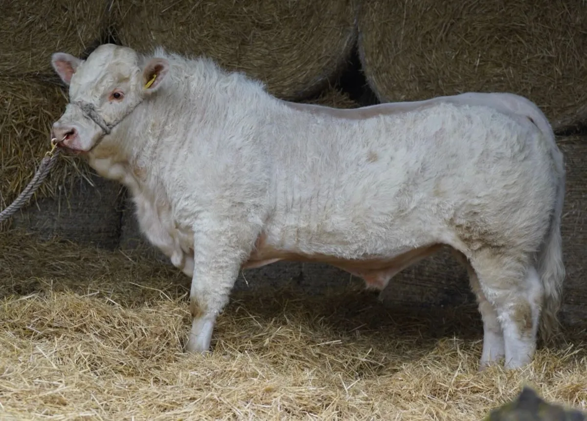 Quality Neptune Charolais Bulls - Image 2