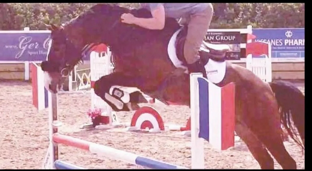 Competitive mare - Image 1