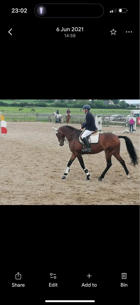 Competitive mare - Image 4