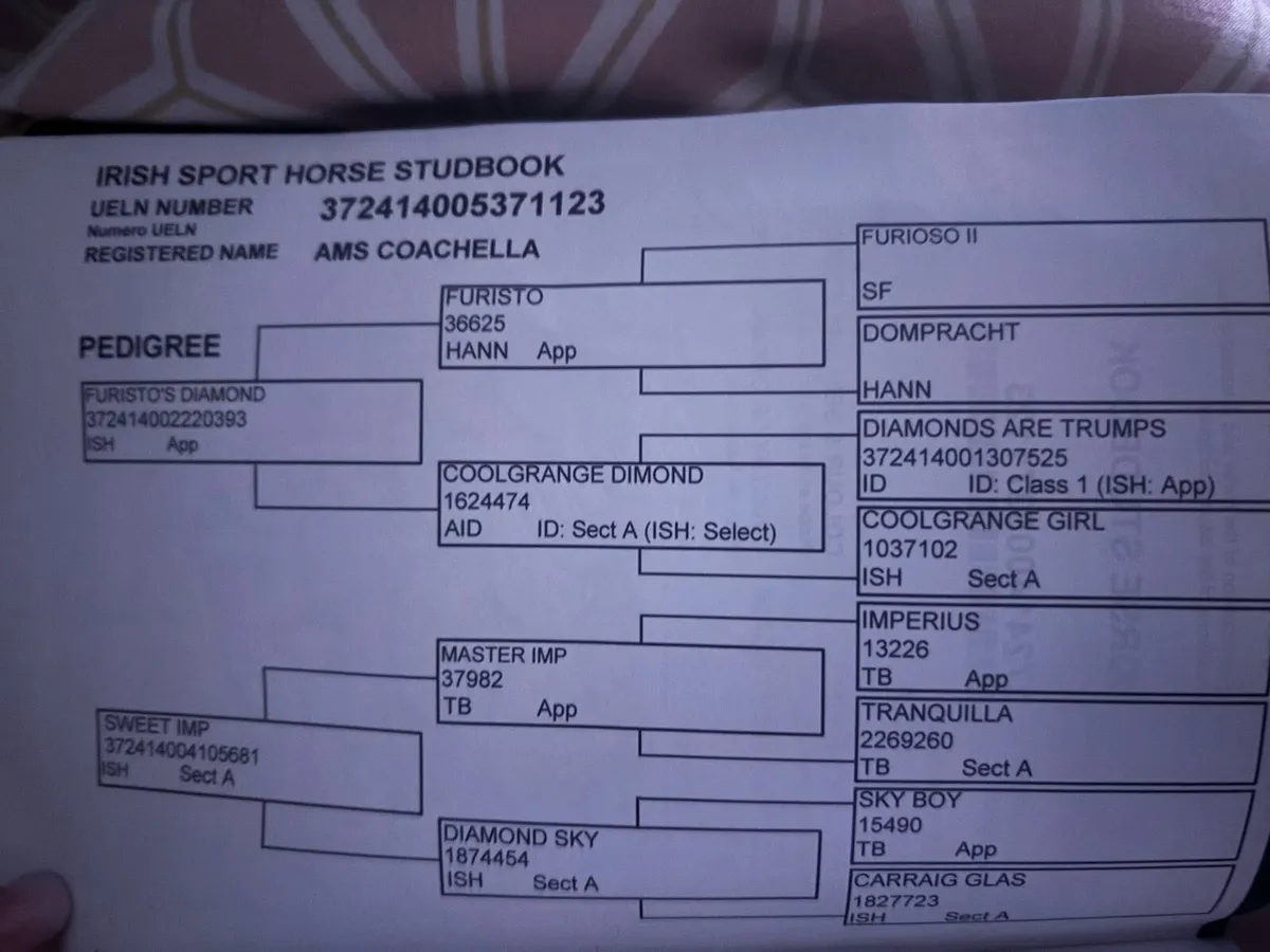 Competitive mare - Image 2