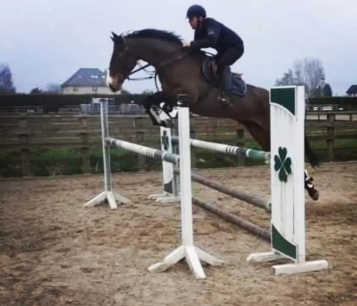 Competitive mare - Image 3