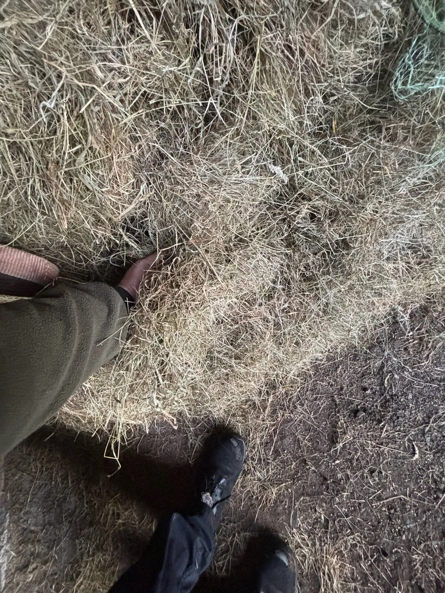Hay - Image 2