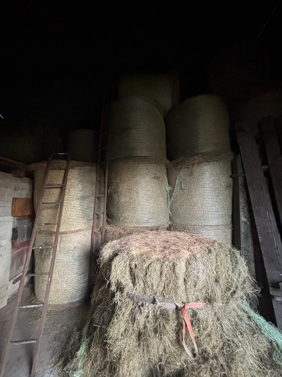 Hay - Image 3