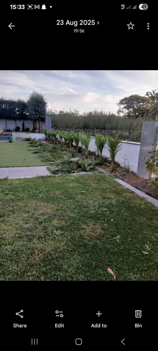 Gardening/garden maintenance/lawns /hedges - Image 2