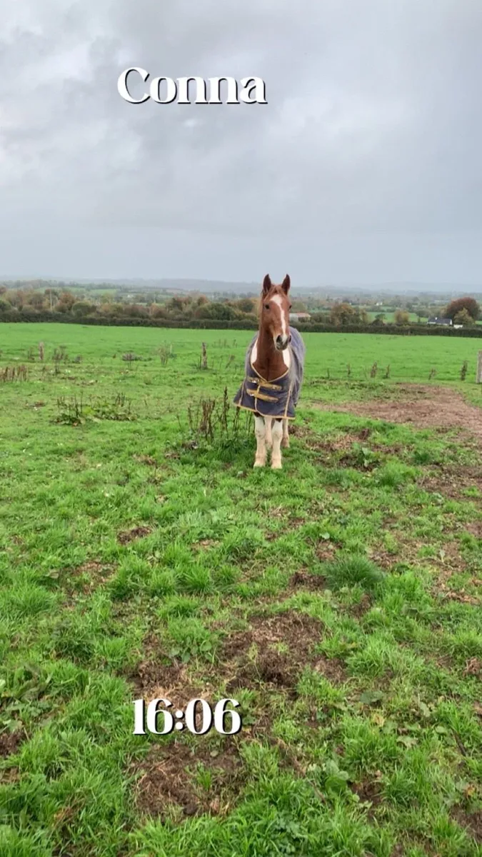 🥕HUGO🥕 - Image 2