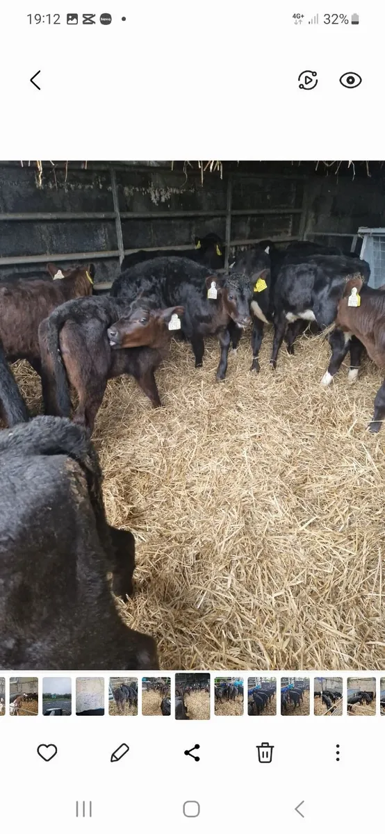 Calves starting 350 euro - Image 1