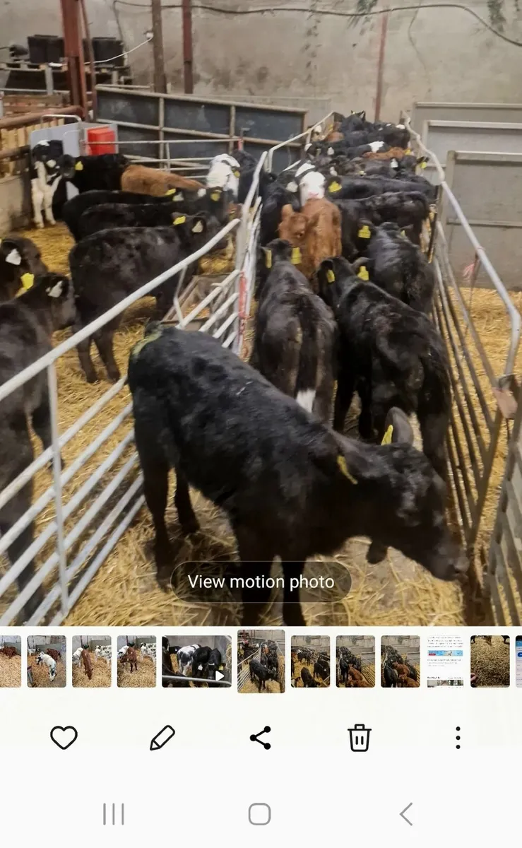 Calves starting 350 euro - Image 2