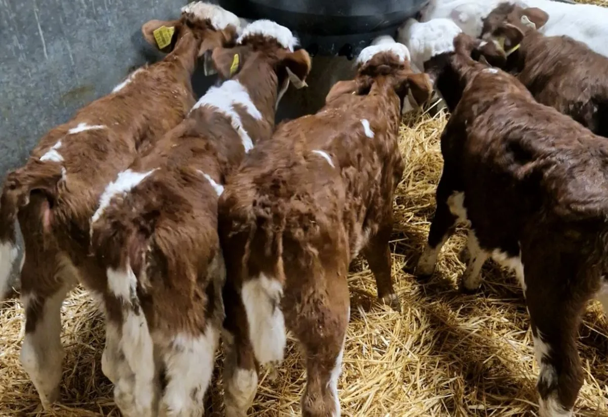 Proper Calves starting 350 euro - Image 3