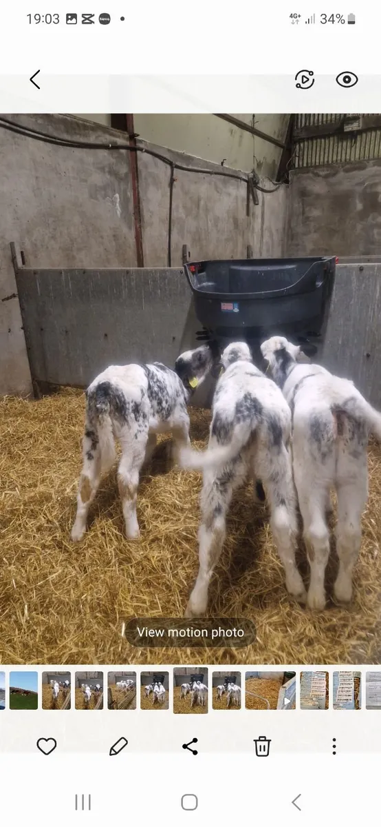 Calves starting 350 euro - Image 3