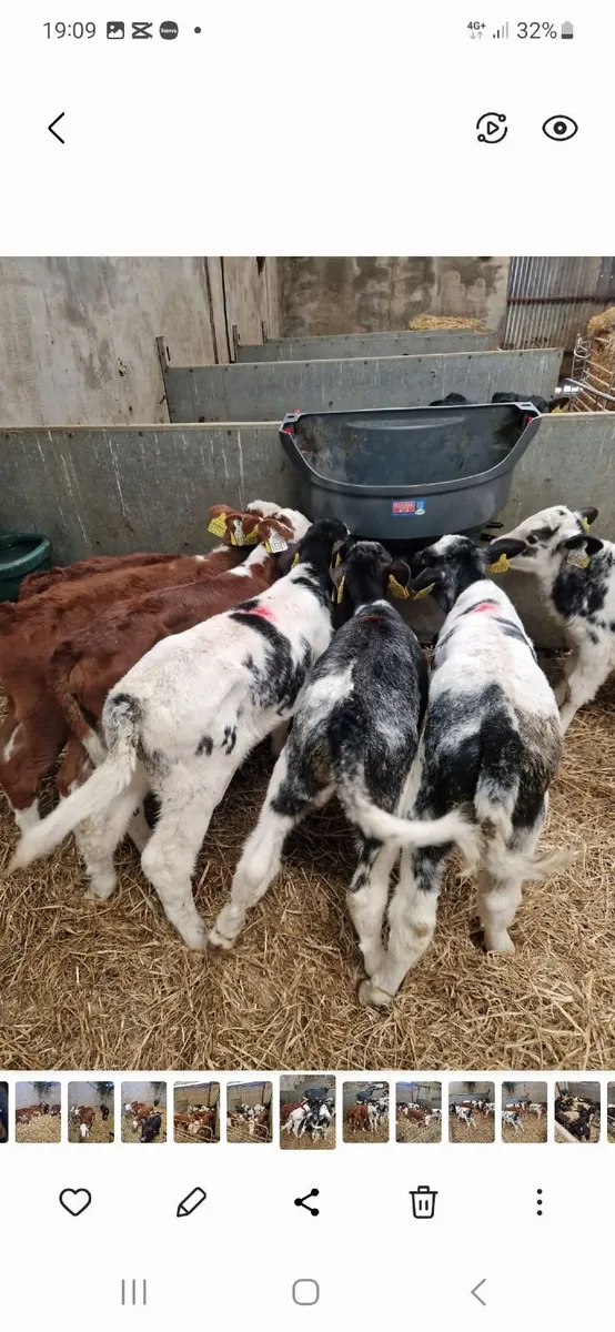 Calves starting 350 euro - Image 4