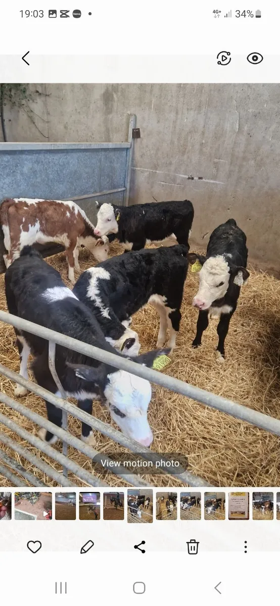 Proper Calves starting 350 euro - Image 4