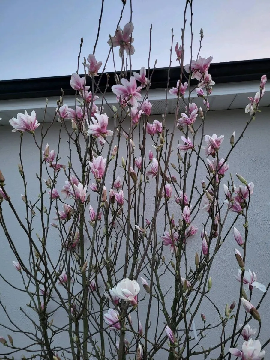 Magnolia soulangeana - Image 3