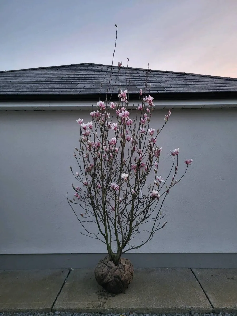 Magnolia soulangeana - Image 1