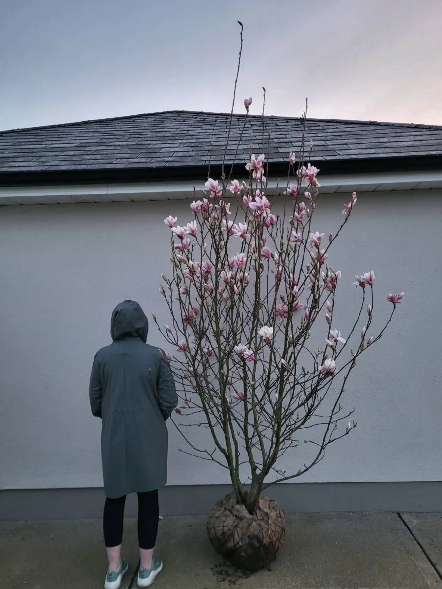 Magnolia soulangeana - Image 2