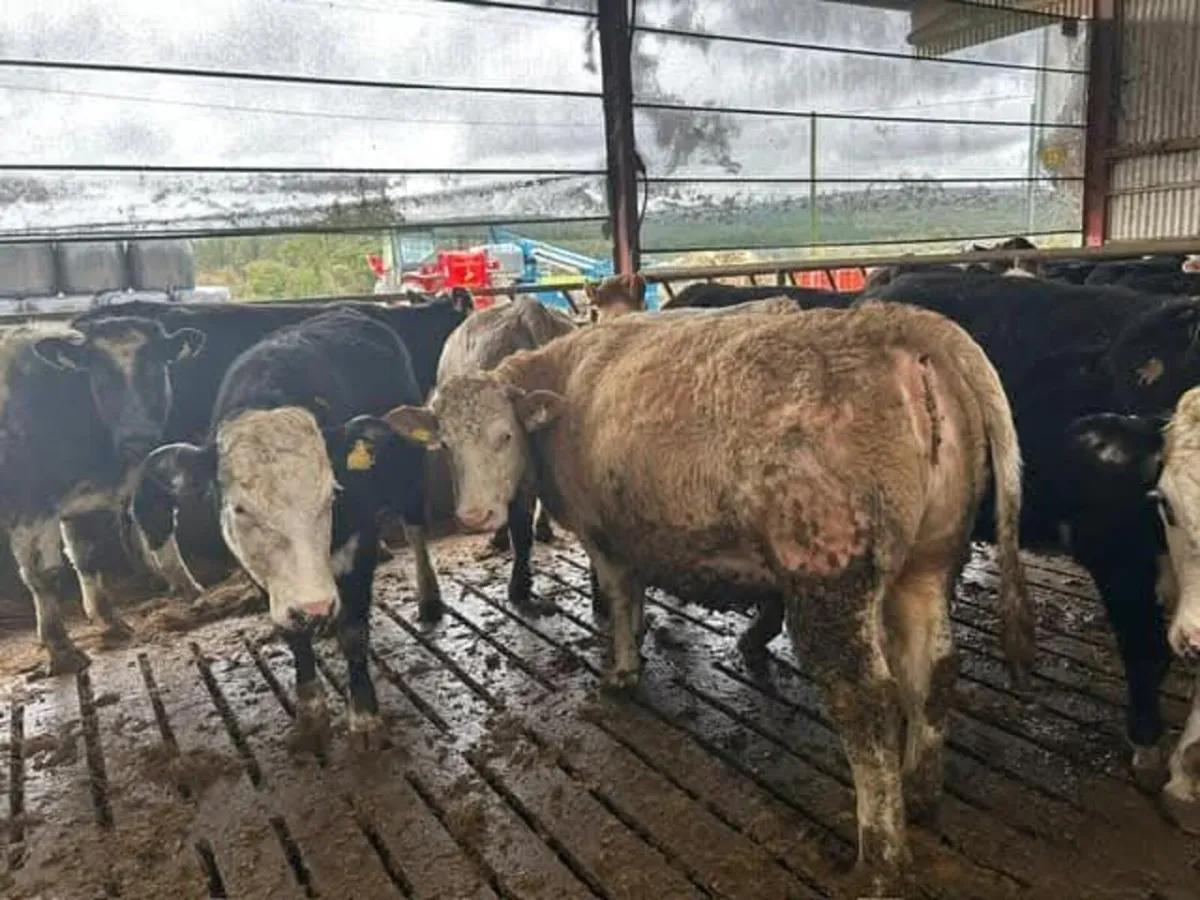 Suckler incalf heifers to AI Angus - Image 2