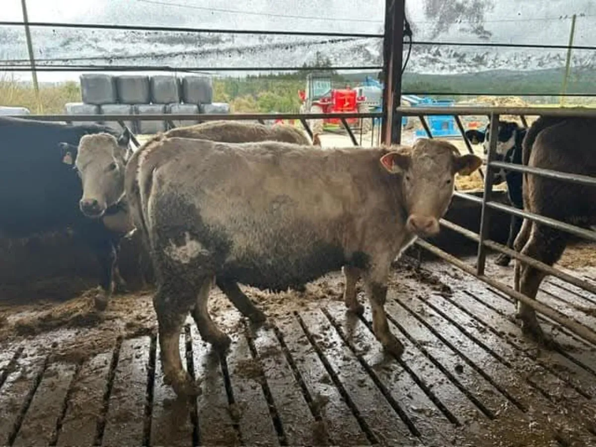 Suckler incalf heifers to AI Angus - Image 3