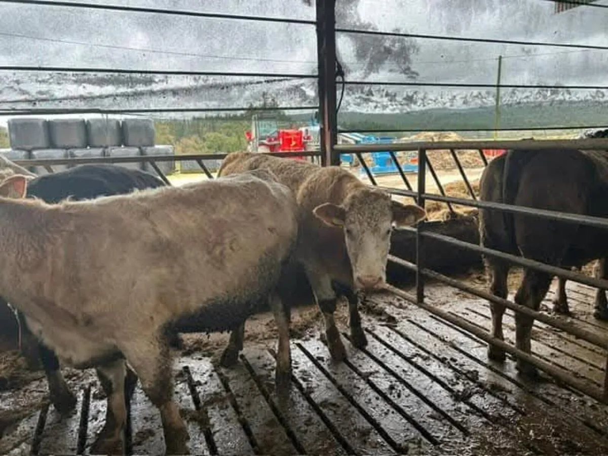 Suckler incalf heifers to AI Angus - Image 1