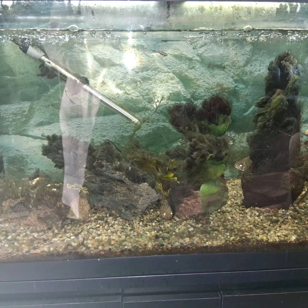 Fish Tanks - Image 4