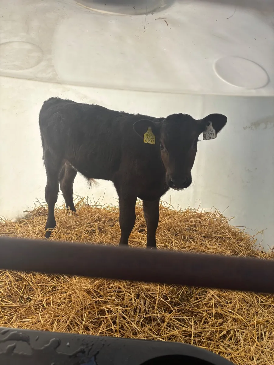 Calves - Image 1