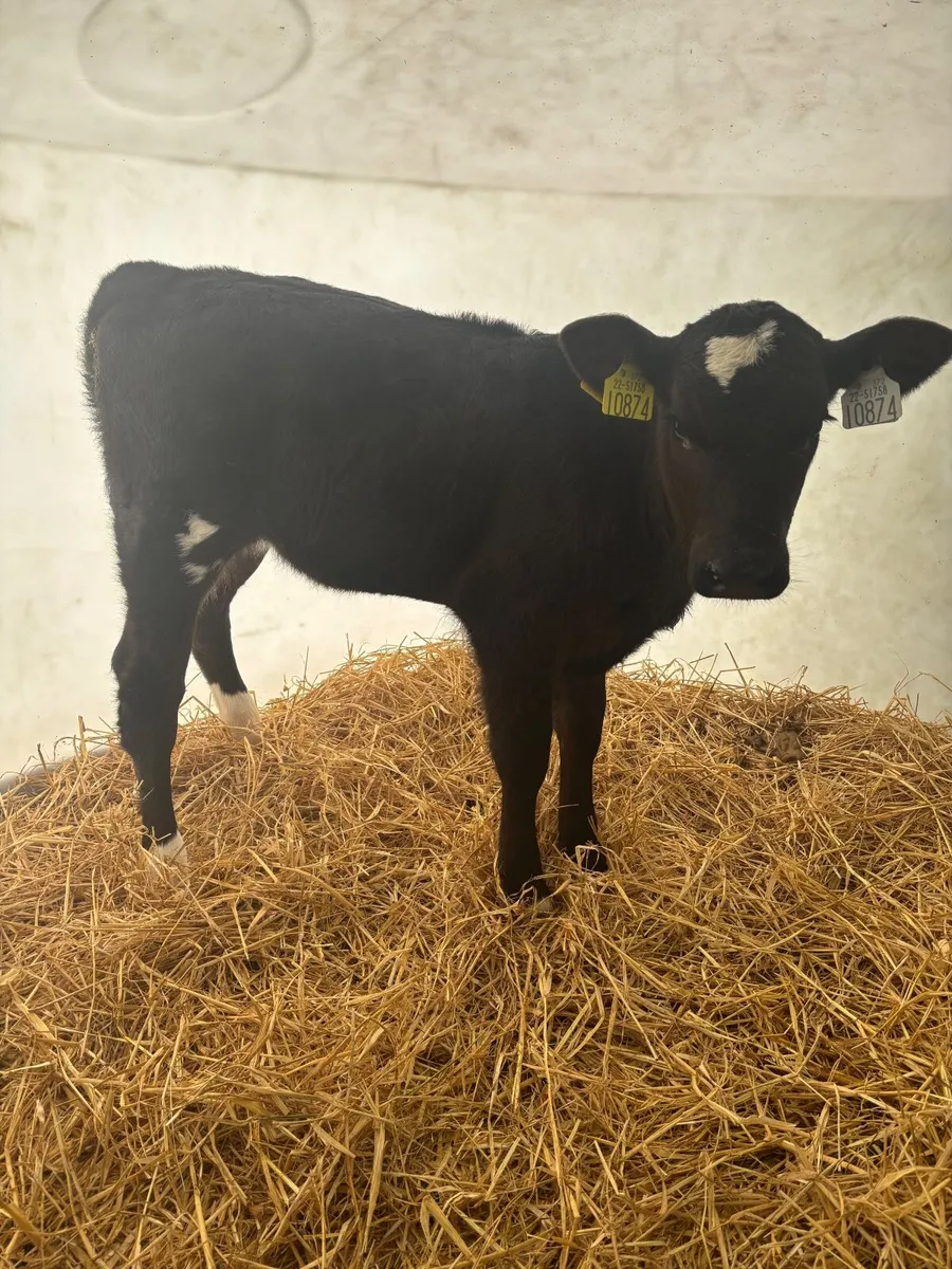 Calves - Image 3