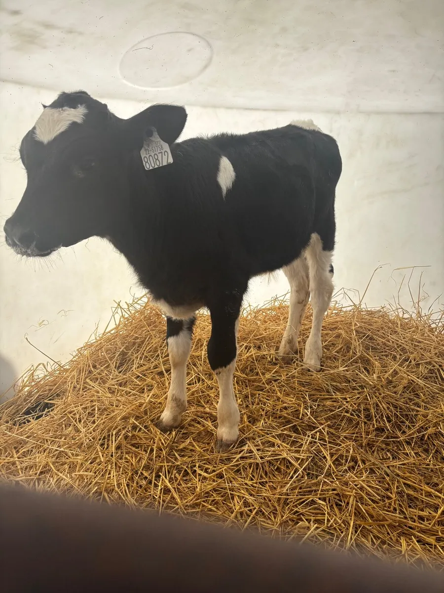 Calves - Image 2