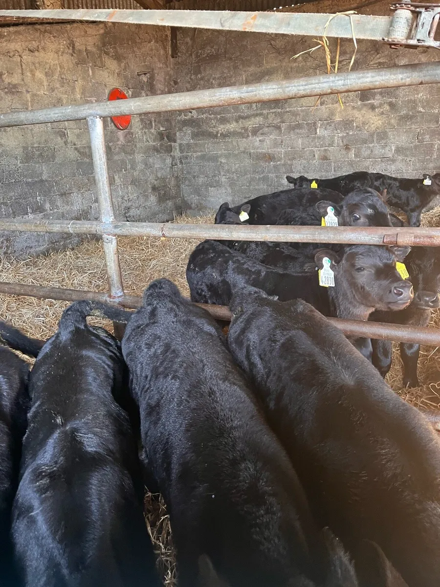 Angus calve - Image 1