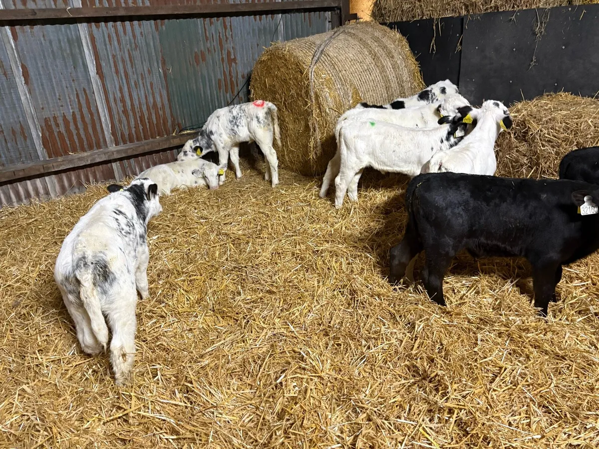 Month old calves - Image 1