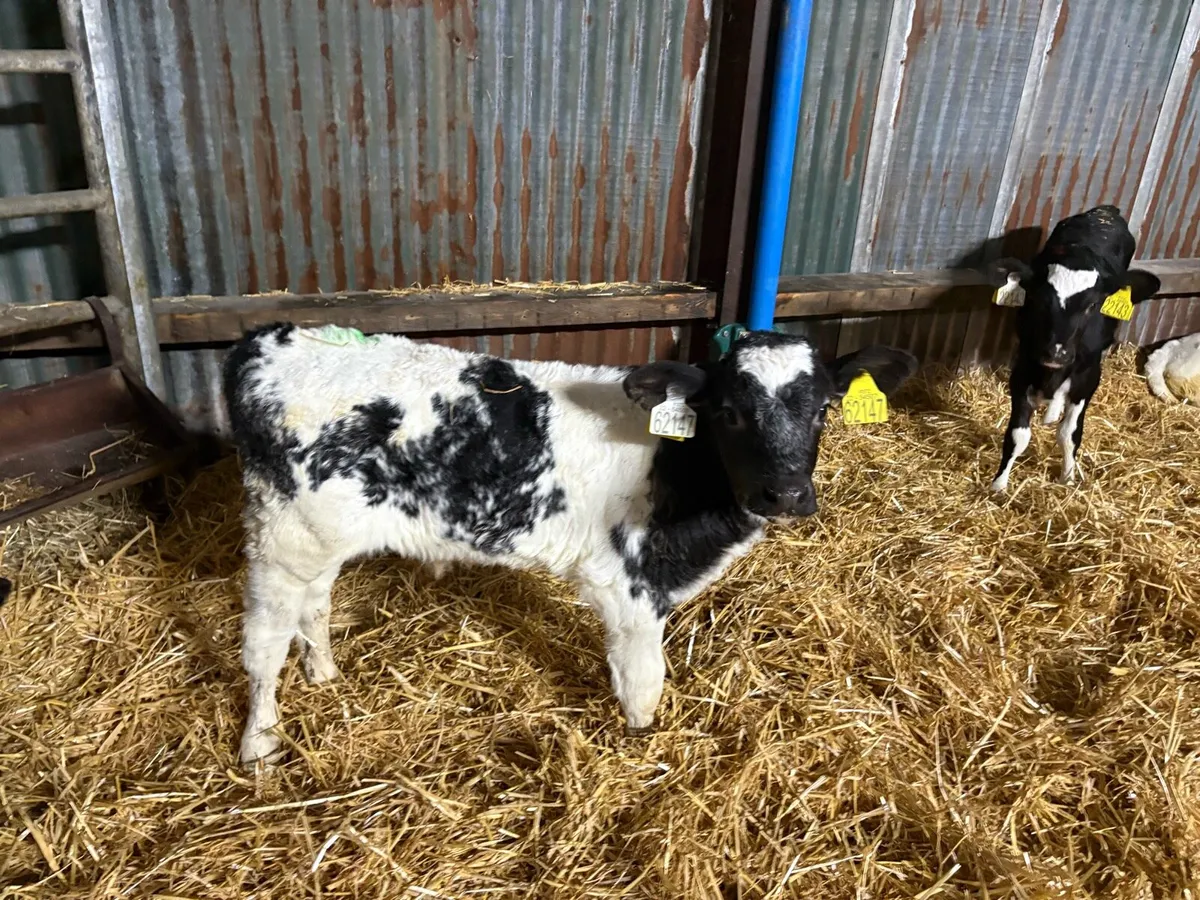 Month old calves - Image 2