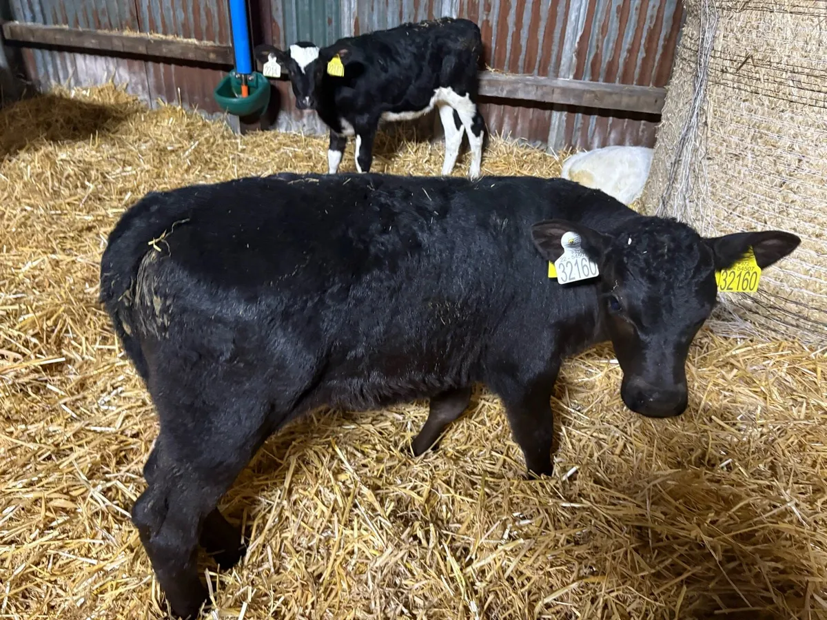 Month old calves - Image 3