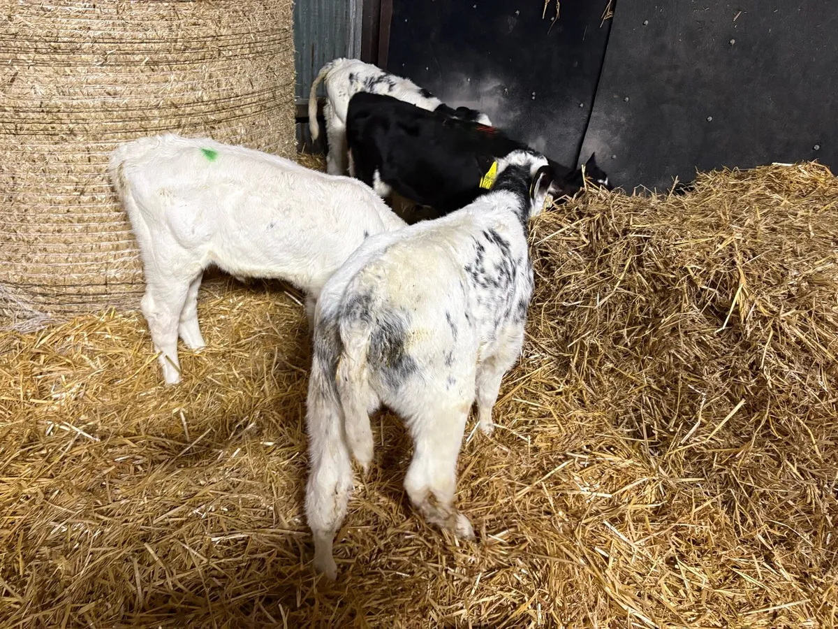 Month old calves - Image 4
