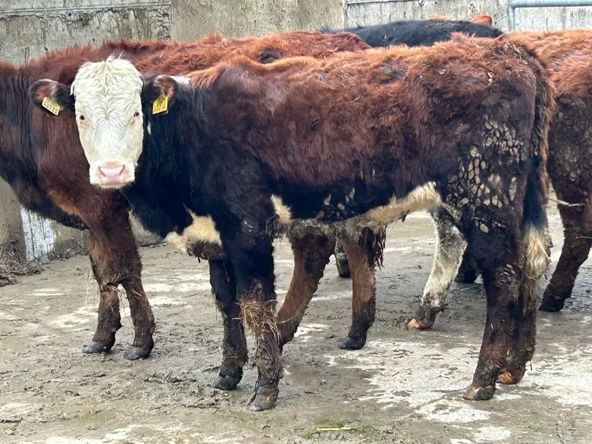 12 limousine 2025 born heifers - Image 2