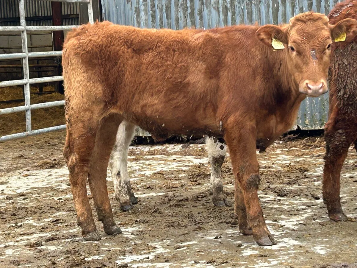 12 limousine 2025 born heifers - Image 3