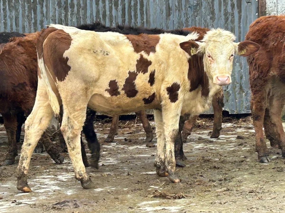 12 limousine 2025 born heifers - Image 4