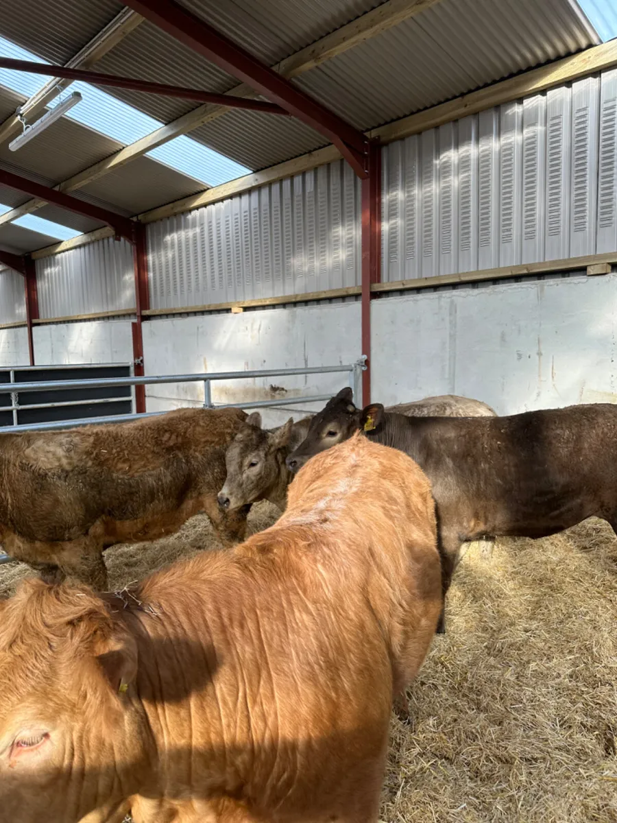U and E grade Charolais heifers - Image 3
