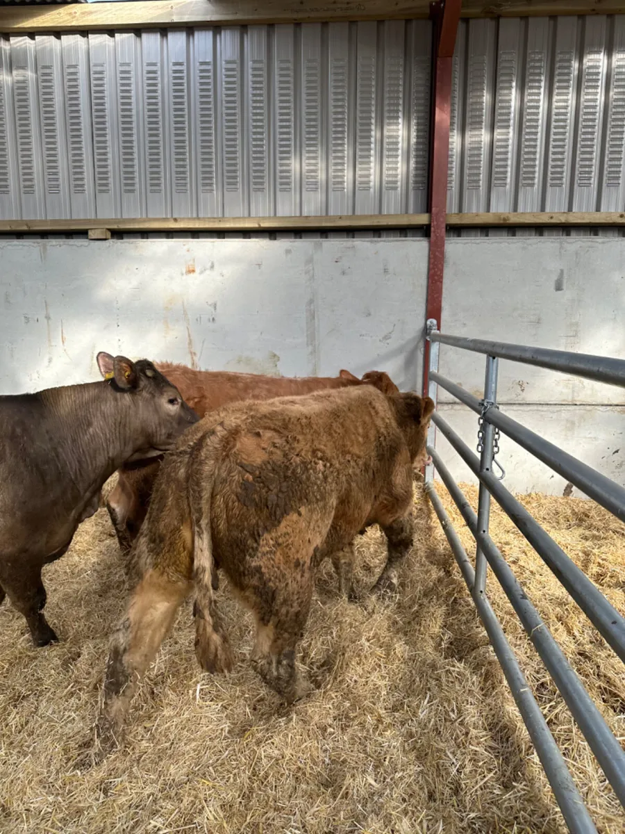 U and E grade Charolais heifers - Image 1