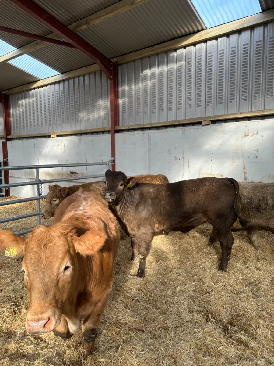 U and E grade Charolais heifers - Image 2