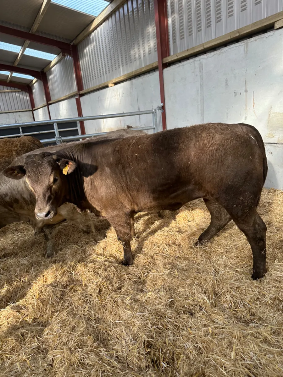 U and E grade Charolais heifers - Image 4