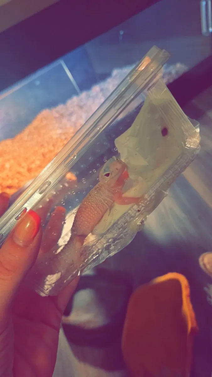 Geko lizard and heated tank - Image 1