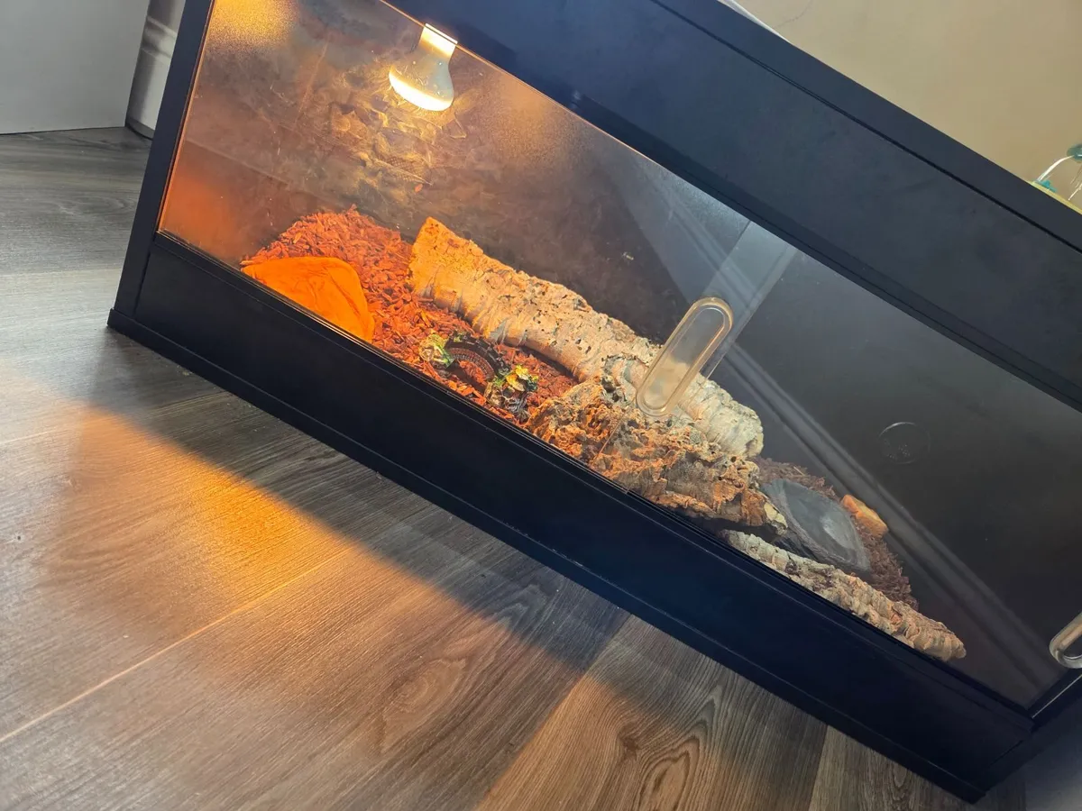 Geko lizard and heated tank - Image 2