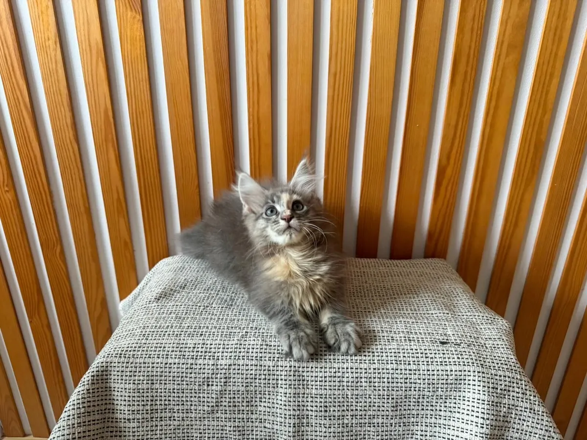 Maine Coon - Image 2