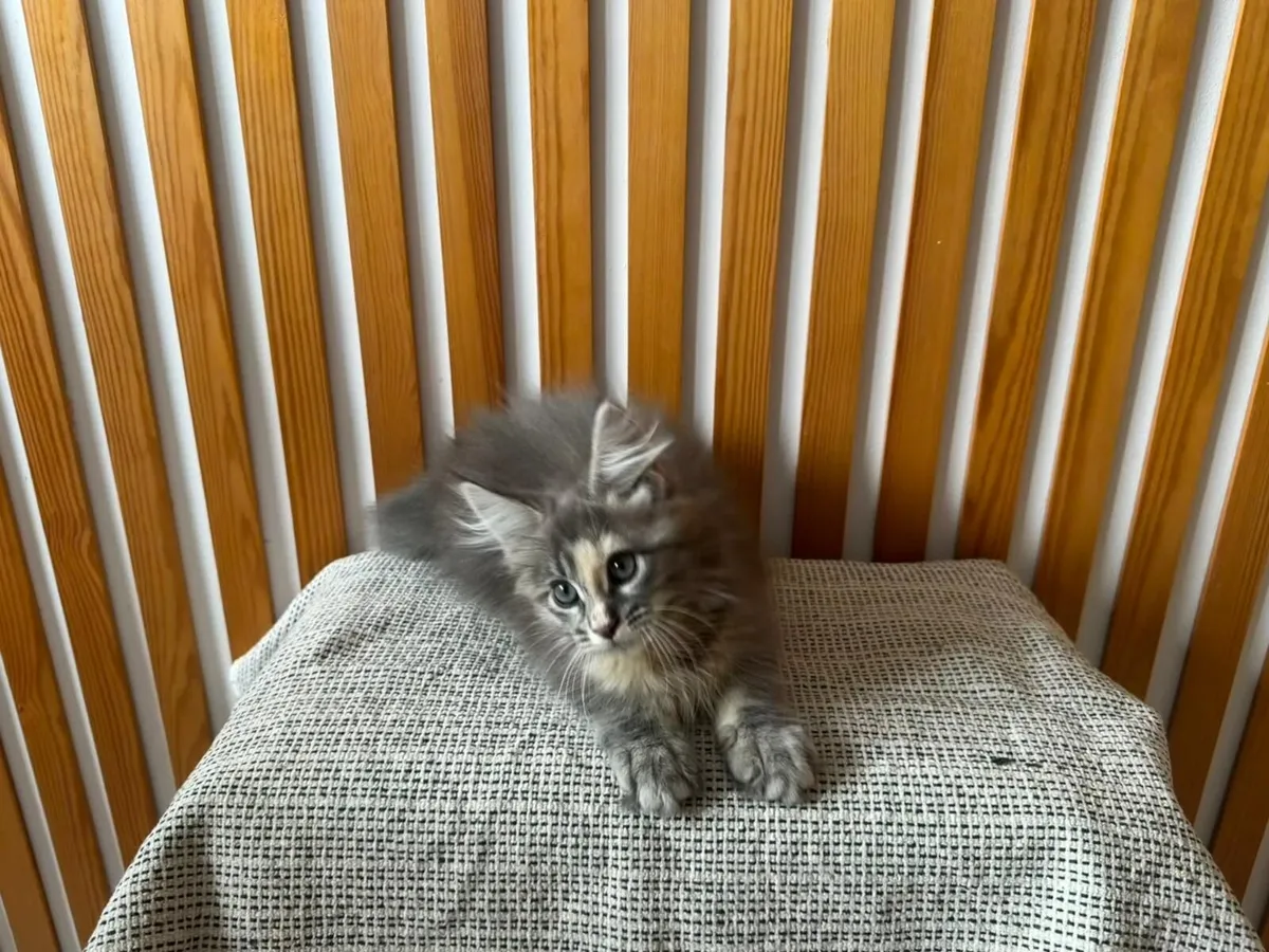 Maine Coon - Image 4