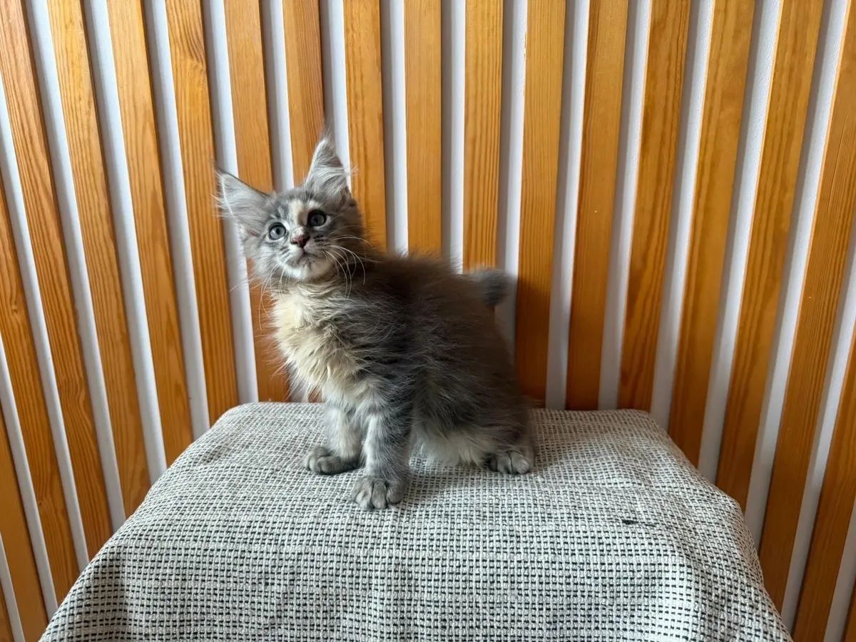 Maine Coon - Image 1